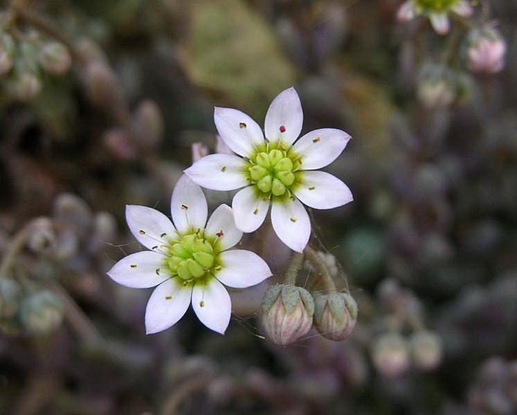 Sedum dasyphyllum / Borracina cinerea